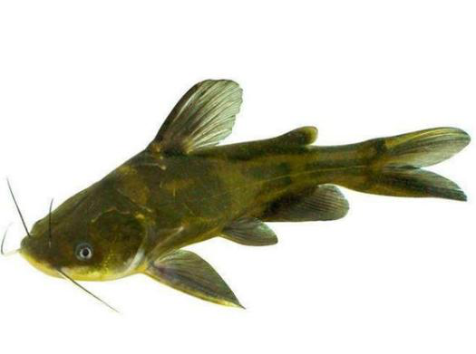 黄骨鱼养殖大热!不能让"大肚子病"影响利润!|饲料|黄骨鱼|水质|有害菌