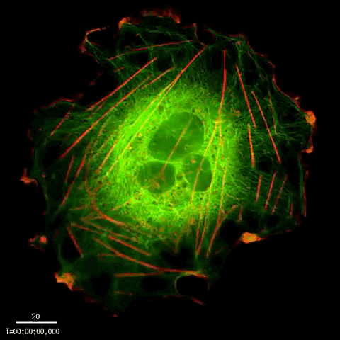 做了10年的活细胞成像实验我总结出了这些经验
