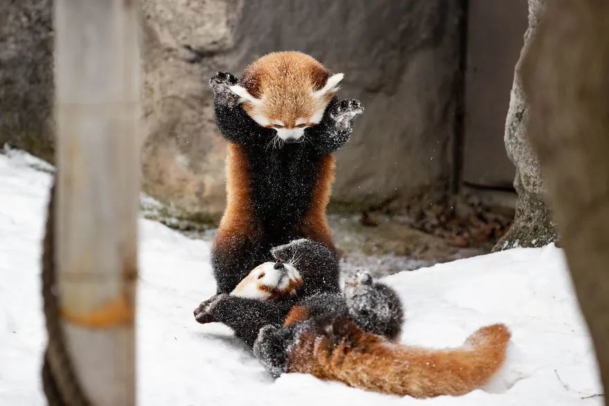 很多时候并不代表进入备战状态或受到惊吓——然而,纵使小熊猫百般