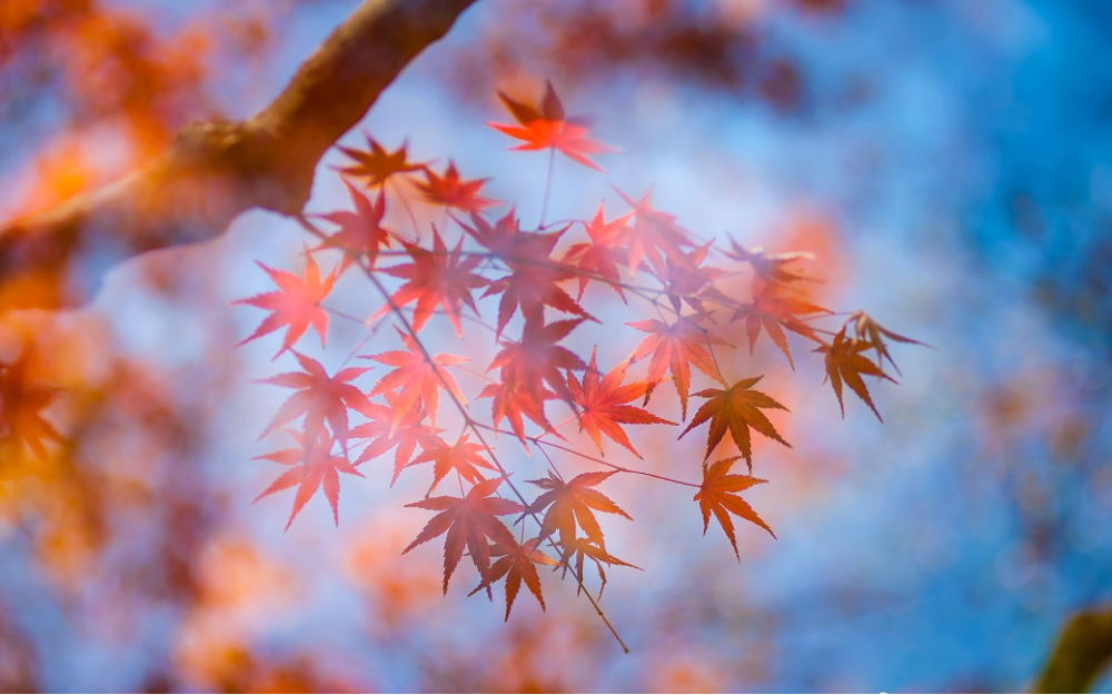 秋日|【诗词鉴赏】秋日里的那一首首相思诗词，你会陪我一起欣赏吗？