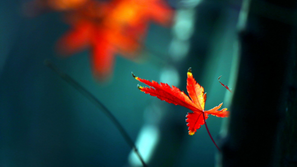 秋日|【诗词鉴赏】秋日里的那一首首相思诗词，你会陪我一起欣赏吗？