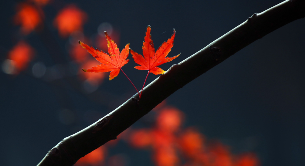 秋日|【诗词鉴赏】秋日里的那一首首相思诗词，你会陪我一起欣赏吗？