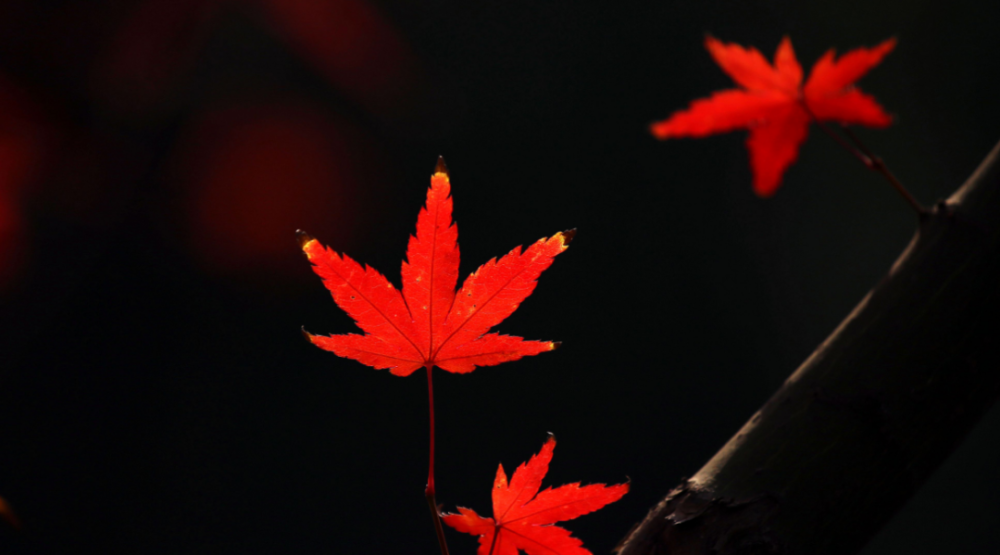 秋日|【诗词鉴赏】秋日里的那一首首相思诗词，你会陪我一起欣赏吗？