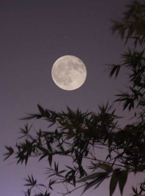 秋日|【诗词鉴赏】秋日里的那一首首相思诗词，你会陪我一起欣赏吗？