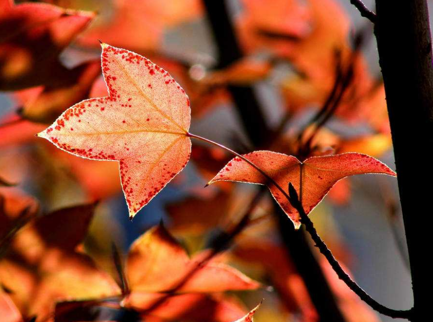 秋日|【诗词鉴赏】秋日里的那一首首相思诗词，你会陪我一起欣赏吗？