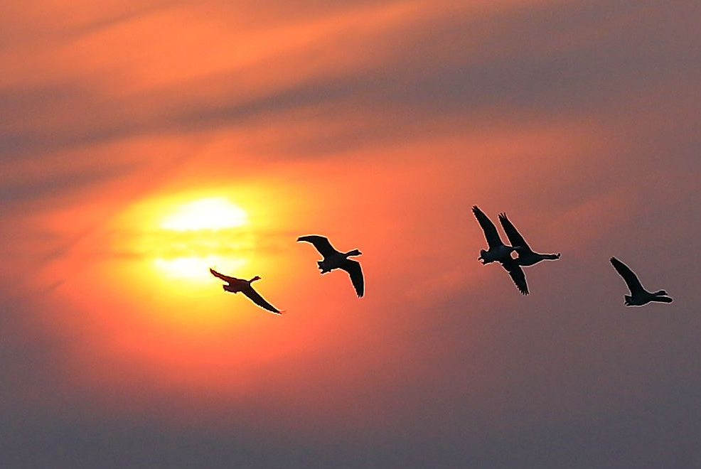 秋日|【诗词鉴赏】秋日里的那一首首相思诗词，你会陪我一起欣赏吗？