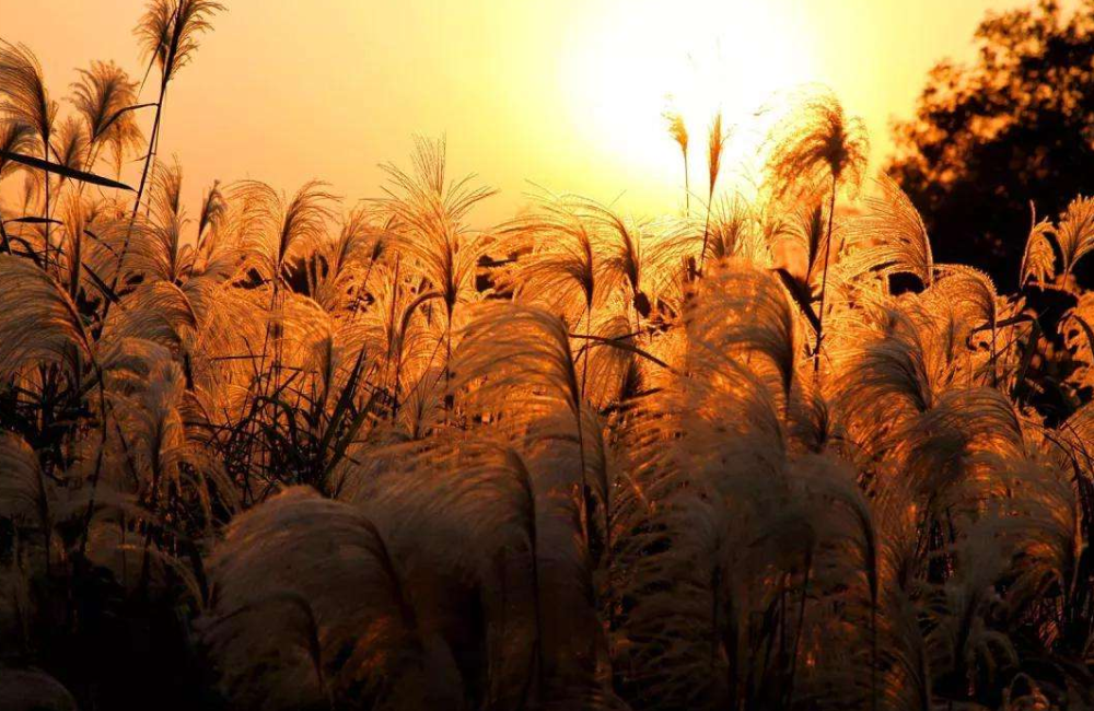 秋日|【诗词鉴赏】秋日里的那一首首相思诗词，你会陪我一起欣赏吗？