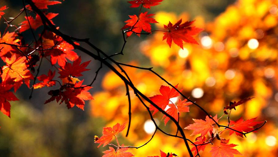 秋日|【诗词鉴赏】秋日里的那一首首相思诗词，你会陪我一起欣赏吗？