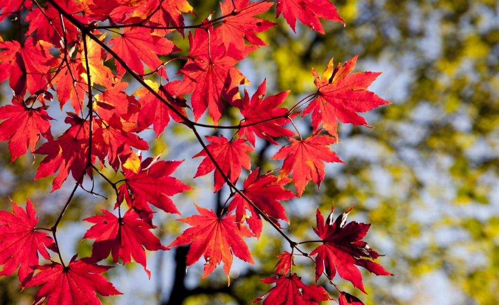 秋日|【诗词鉴赏】秋日里的那一首首相思诗词，你会陪我一起欣赏吗？