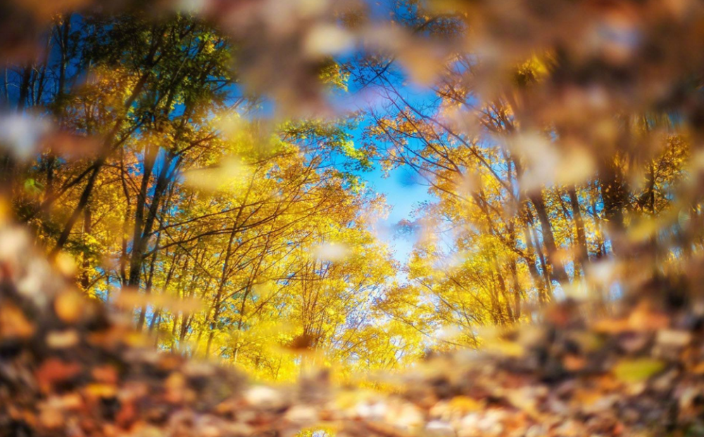 秋日|【诗词鉴赏】秋日里的那一首首相思诗词，你会陪我一起欣赏吗？