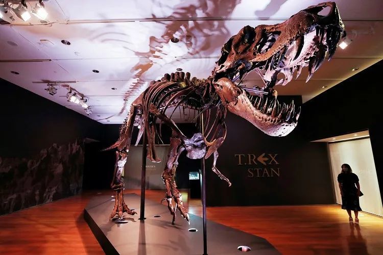 霸王龙|霸王龙骨架拍卖预展，估价800万美元