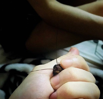 当你遇到会飞的蟑螂哈哈哈太真实了快把监控关掉
