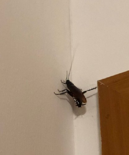 当你遇到会飞的蟑螂哈哈哈太真实了快把监控关掉