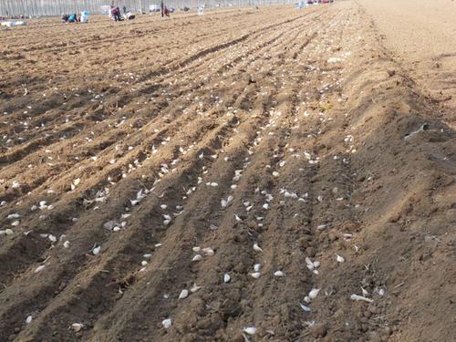 大蒜|秋播大蒜播种过早过晚都不好？今年啥时播种最适宜？农户别做错了