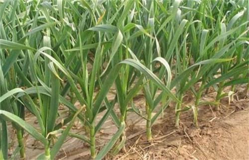 大蒜|秋播大蒜播种过早过晚都不好？今年啥时播种最适宜？农户别做错了