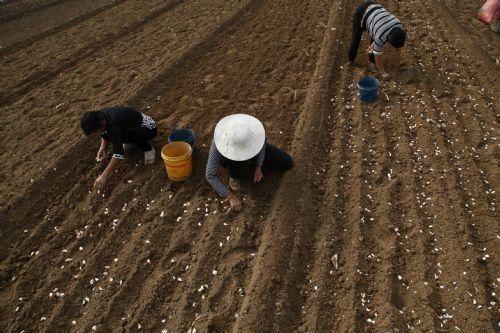 大蒜|秋播大蒜播种过早过晚都不好？今年啥时播种最适宜？农户别做错了