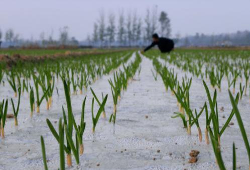 大蒜|秋播大蒜播种过早过晚都不好？今年啥时播种最适宜？农户别做错了