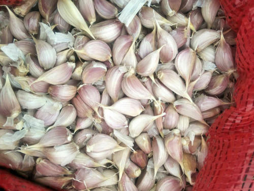 大蒜|秋播大蒜播种过早过晚都不好？今年啥时播种最适宜？农户别做错了