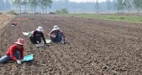 大蒜|秋播大蒜播种过早过晚都不好？今年啥时播种最适宜？农户别做错了