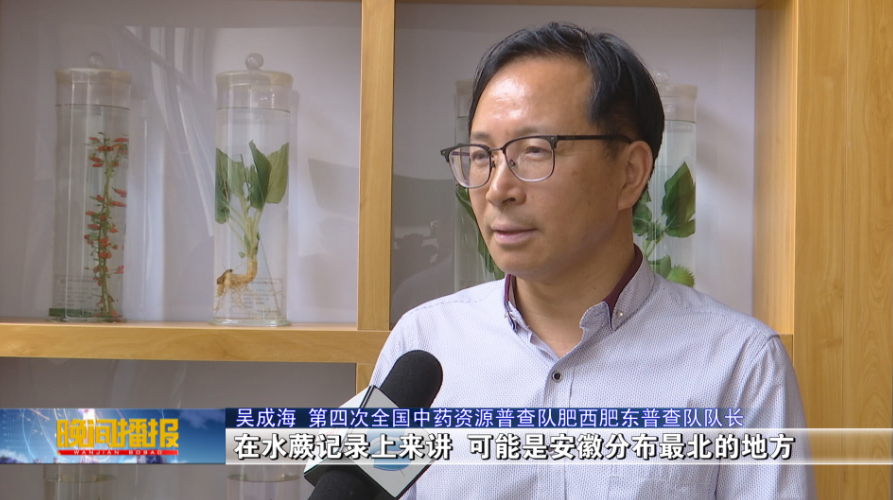 开发前景良好 濒危植物野生水蕨首次在合肥发现 腾讯新闻