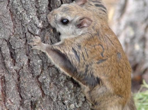 蝙蝠|为什么蝙蝠是哺乳动物，却是“虫”字旁？