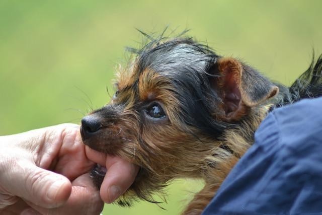 犬咬傷是指犬齒咬合,切割人體組織導致的皮膚破損,組織撕裂,出血和