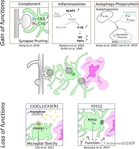 小胶质细胞|综述：小胶质细胞在AD中的研究共识与新方向（上）