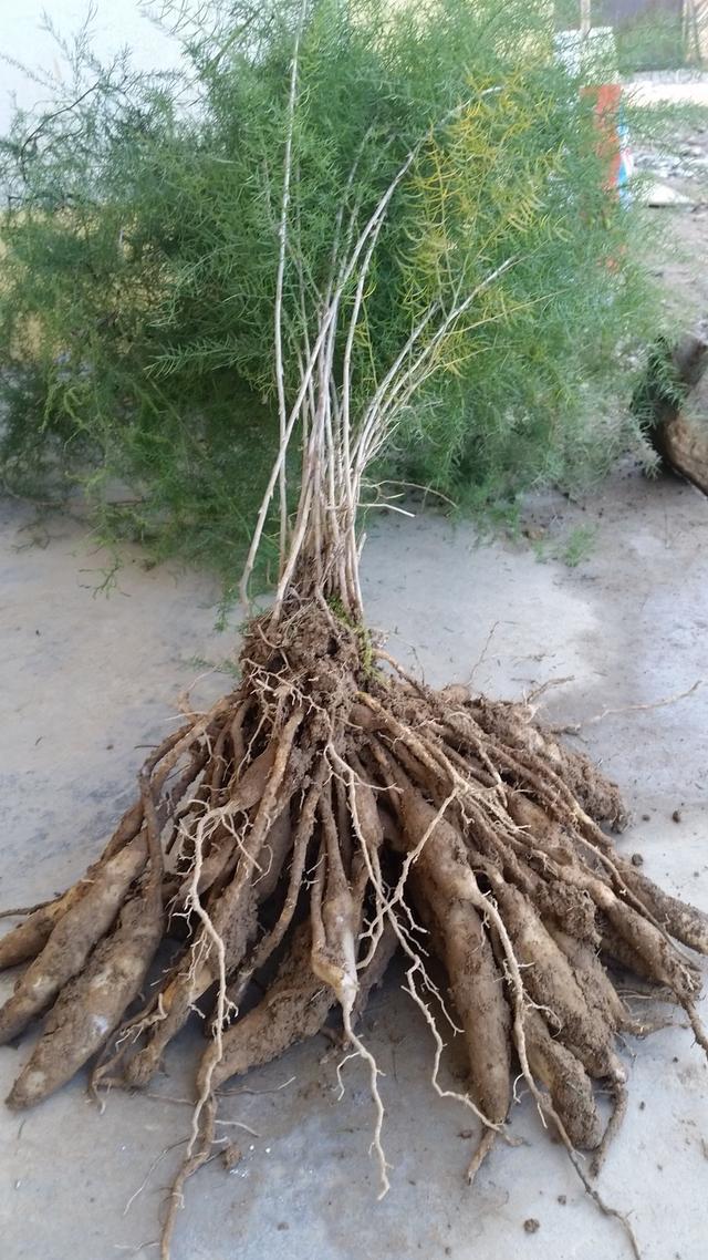 鸡爪藤草的图片大全图片