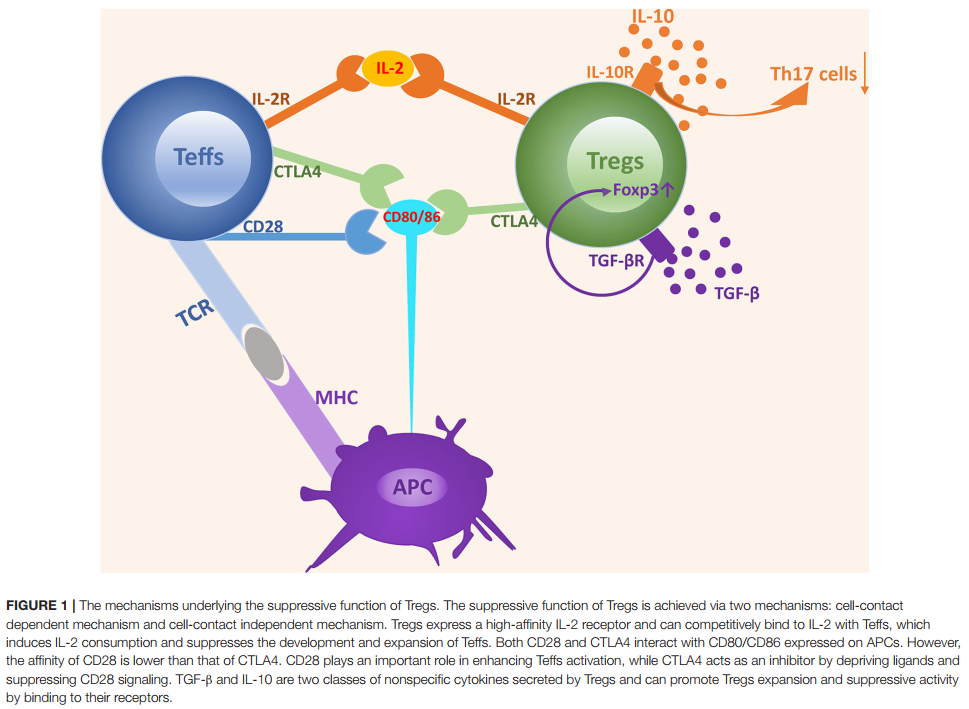 调节性t细胞在健康妊娠和生殖疾病中调节胎儿母体免疫耐受的作用 腾讯新闻