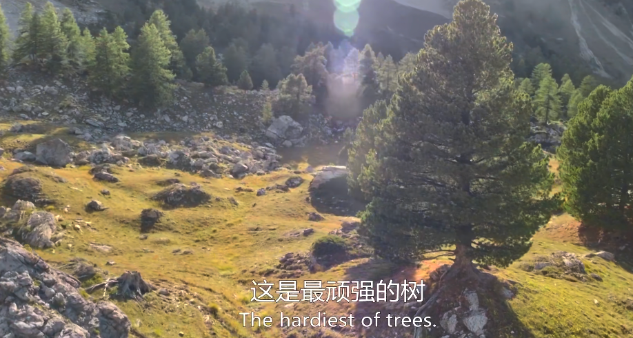 bbc|豆瓣9.5，BBC又出神作，堪比《地球脉动》