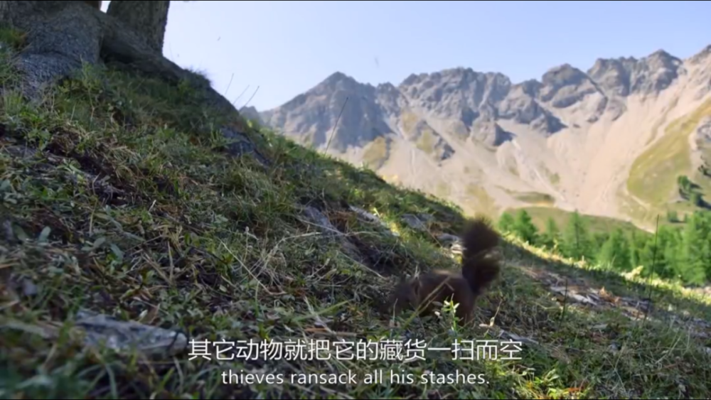 bbc|豆瓣9.5，BBC又出神作，堪比《地球脉动》