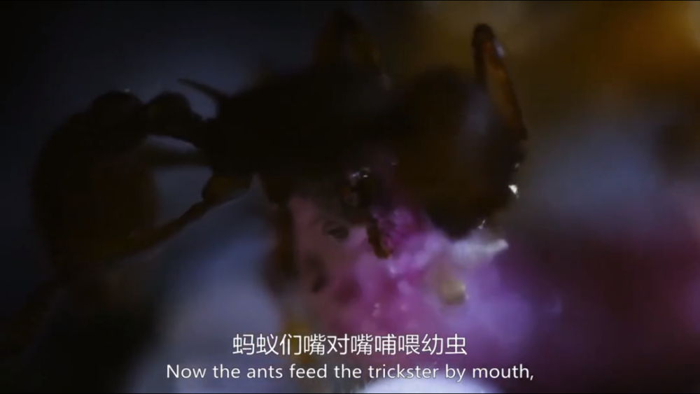 bbc|豆瓣9.5，BBC又出神作，堪比《地球脉动》