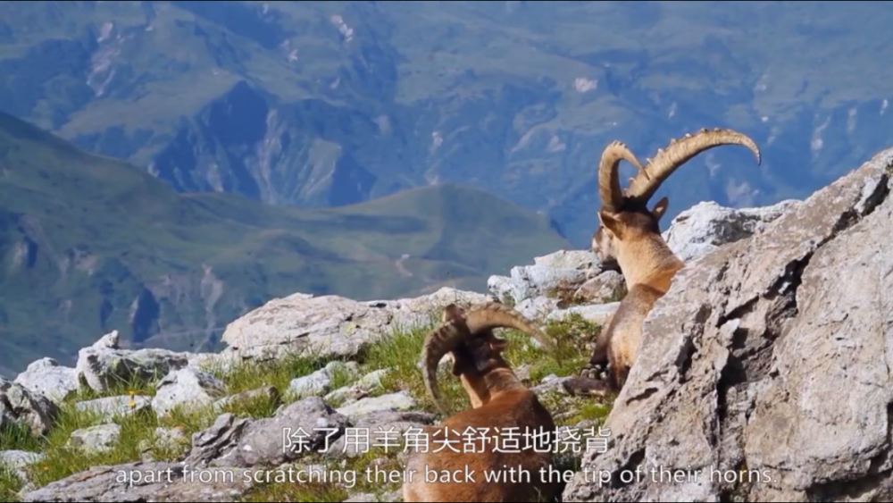 bbc|豆瓣9.5，BBC又出神作，堪比《地球脉动》