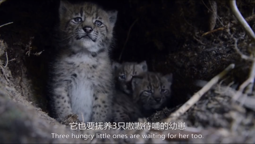 bbc|豆瓣9.5，BBC又出神作，堪比《地球脉动》