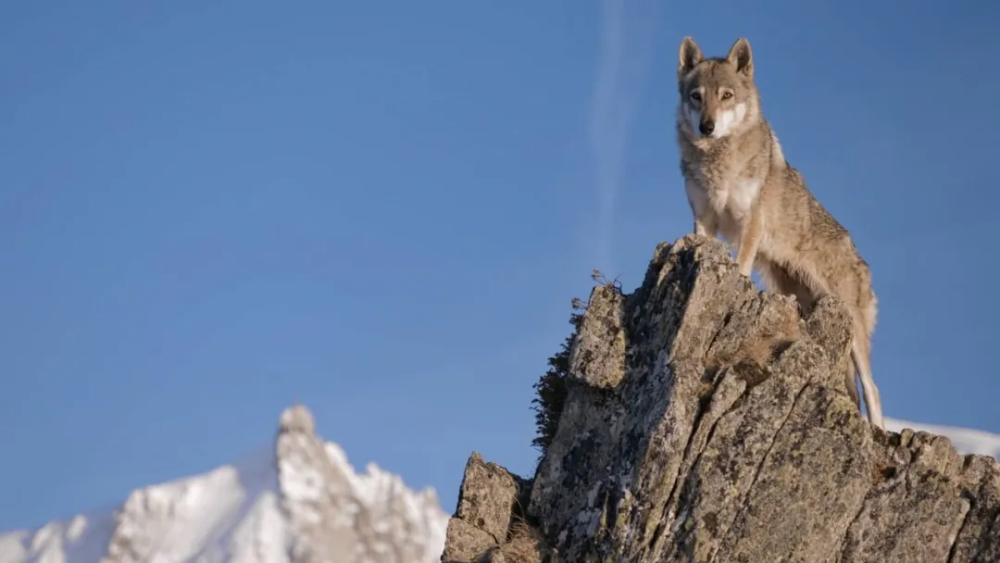 bbc|豆瓣9.5，BBC又出神作，堪比《地球脉动》