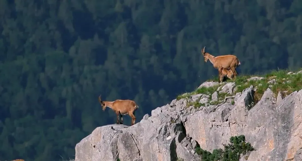 bbc|豆瓣9.5，BBC又出神作，堪比《地球脉动》