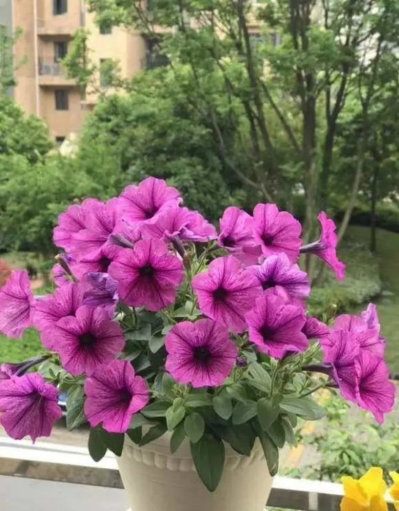 兔子|养只兔子，兔子粪便拿来养花，网友：“自产自用，真是羡慕”