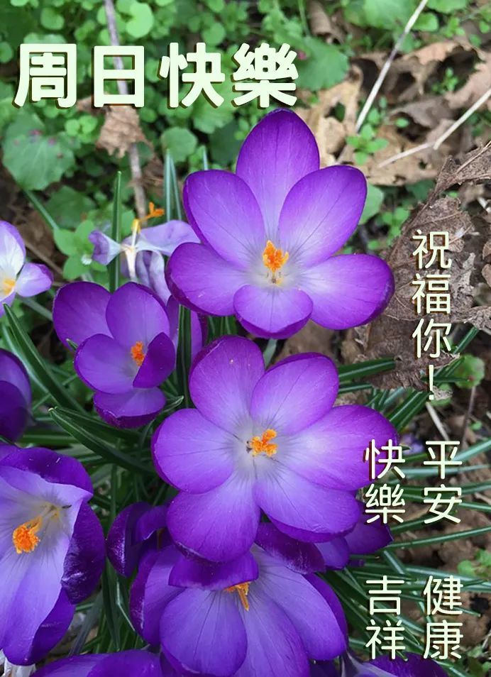 早安愉快祝福语大全 早上好图片大全