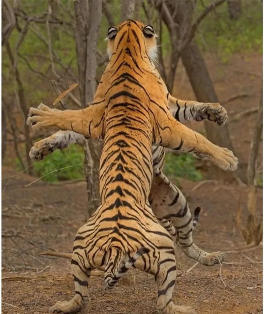 哈哈这也太像人了吧