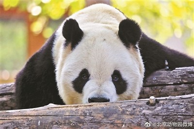 北京动物园|北京动物园28岁大熊猫“大地”走了