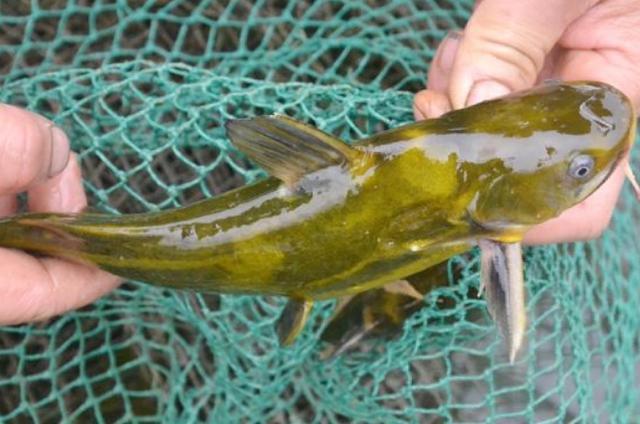 到了秋天我就这样对付黄颡鱼不吹不黑知道的人不简单