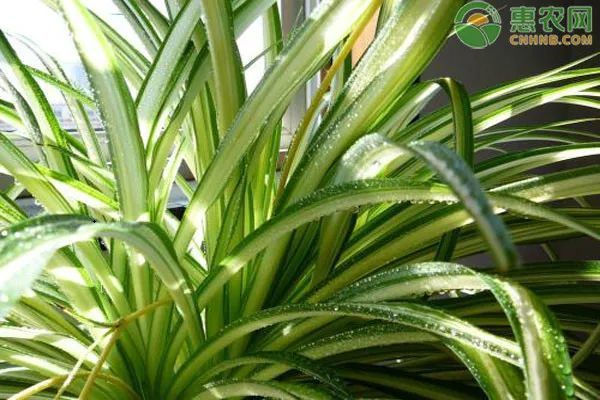 十大最能净化空气植物排名榜 甲醛 吊兰 虎尾兰