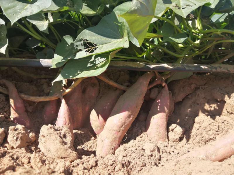 红薯|新技术促进产量提升 北京甘薯产量今年将超3万吨