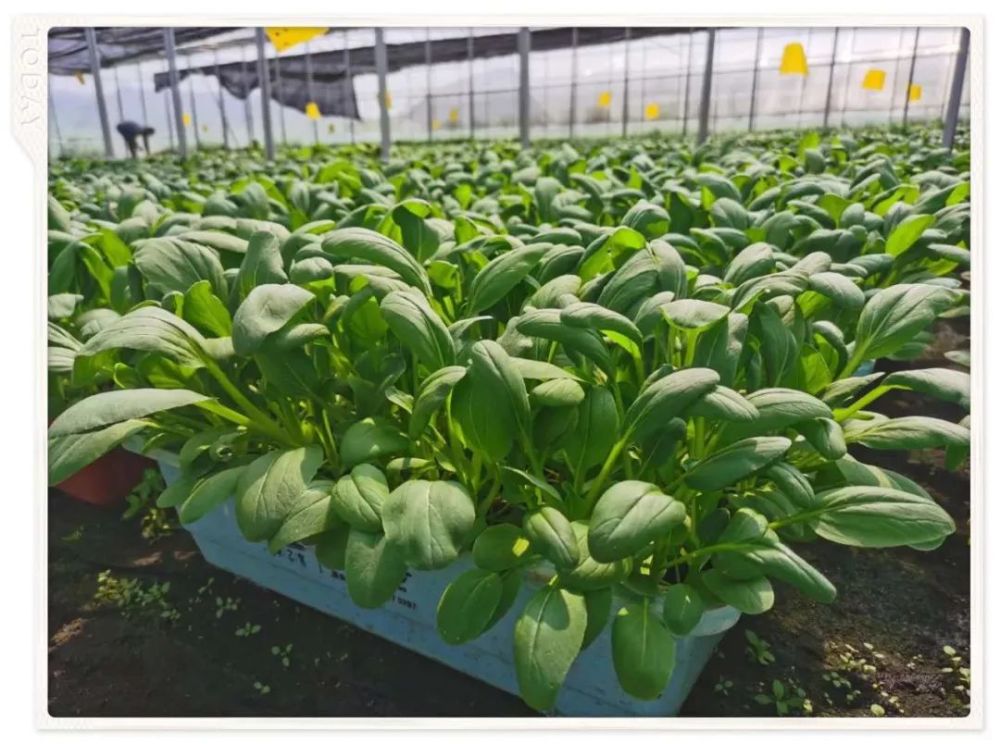 种植盆栽蔬菜不需要除草杀虫,打理起来轻松很多,同时更加天然有机