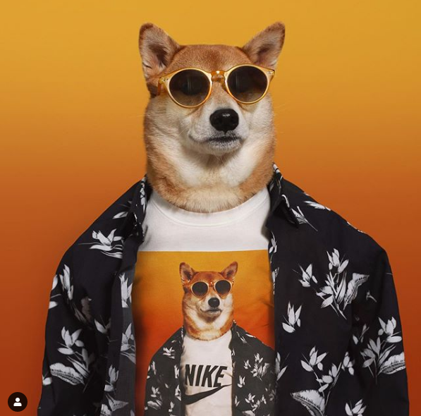 nike柴犬图案图片