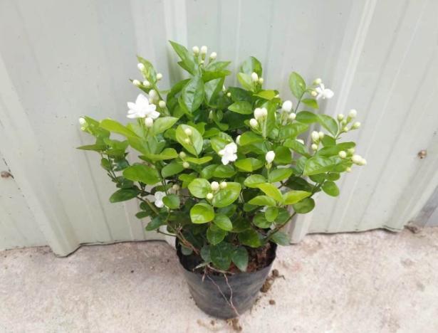 喜欢白色的茉莉花 不如就盆栽这2款 养花赏花 趣味多多 腾讯新闻