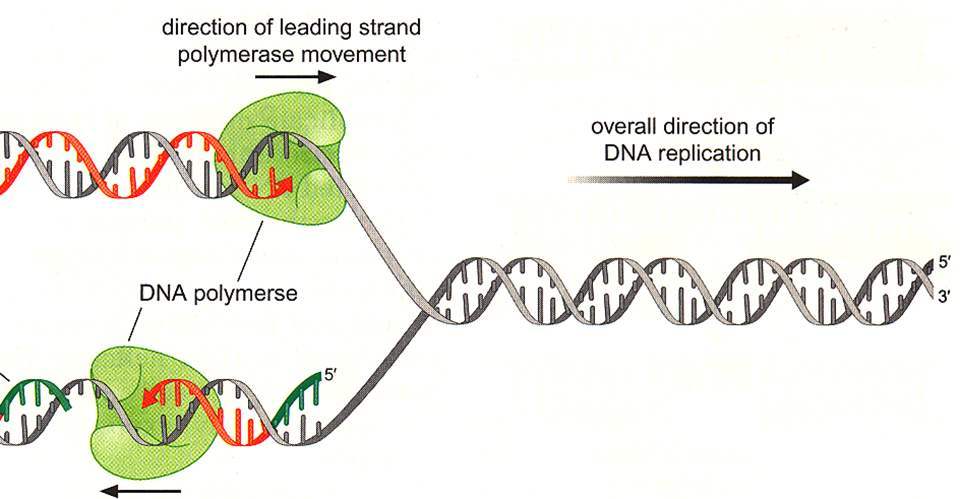 病毒|病毒为什么要攻击人类？病毒都是有害的吗？