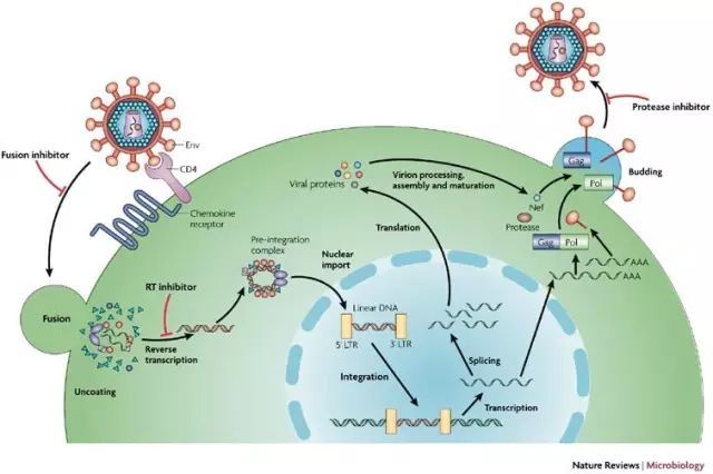 病毒|病毒为什么要攻击人类？病毒都是有害的吗？