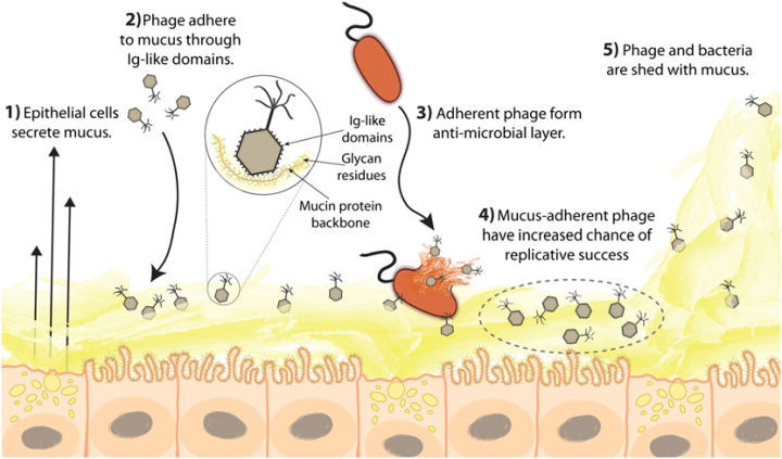 病毒|病毒为什么要攻击人类？病毒都是有害的吗？
