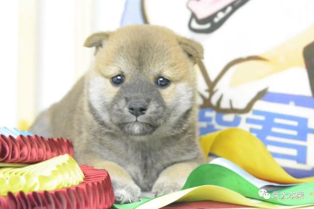 今日柴君上新 眼睛圆圆的小柴 圆圆 柴君